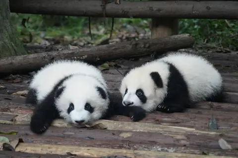 Two young giant pandas resting on a wooden platform in Chengdu
