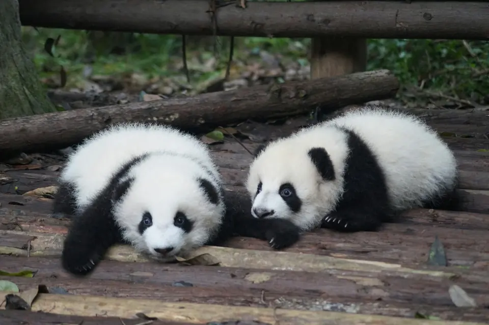 Two young giant pandas resting on a wooden platform in Chengdu